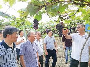 自豪农场新闻头条,新闻头条聚焦农业新篇章