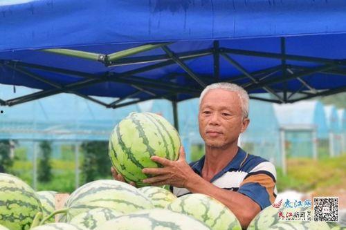 广信区吃瓜,瓜果飘香，品味生活新篇章