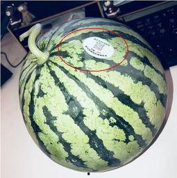 2020吃瓜网红,网络风云变幻，谁主沉浮？