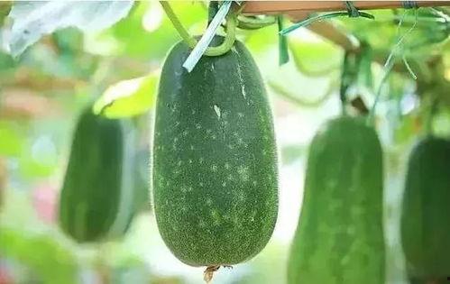 春瓜什么时候吃,春瓜的最佳食用时机揭秘