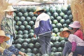 南宁财经吃瓜,揭秘吃瓜群众的财经热点追踪