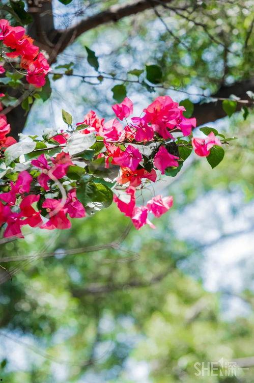 广东网红簕杜鹃