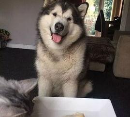 台湾网红阿拉斯,揭秘他的魅力与影响力