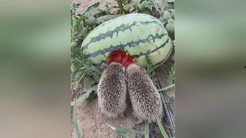 刺猬吃梨瓜吗,一场意外的美味邂逅