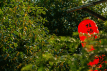 今日头条新闻丹桂飘香,探寻秋日里的诗意与美好