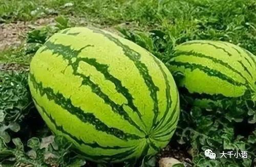 瓜在哪吃,品味生活——探寻瓜在哪吃的独特魅力