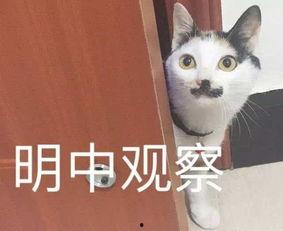 喵小兔网红,网络红人的魅力与影响力