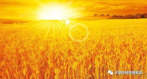 麦田吃瓜写真,一场视觉与味蕾的双重盛宴